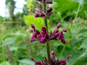 P1040291