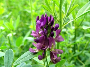 P1040331