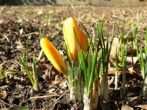 crocus geel