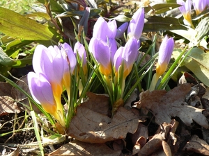 crocus paars