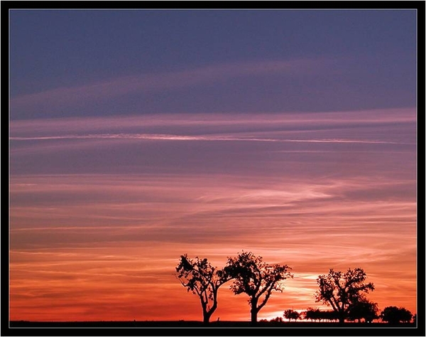 lucht en bomen