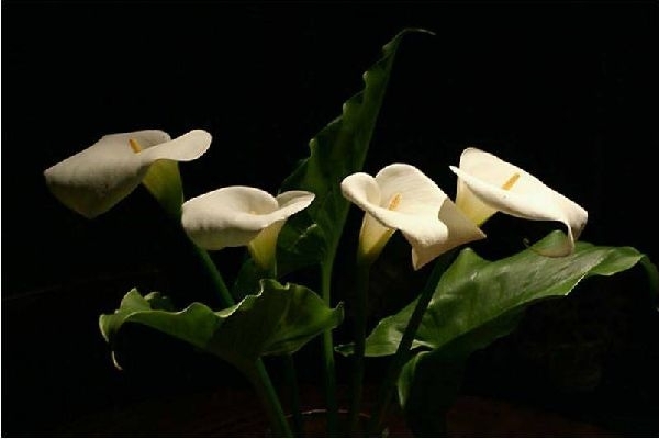 arondskelken - kopie (2) - kopie