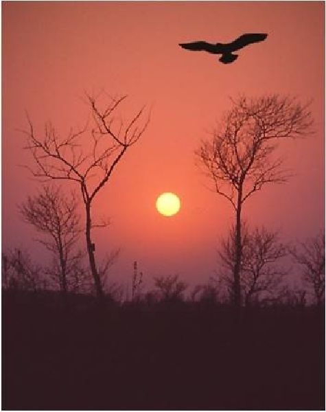 avond vlucht - kopie