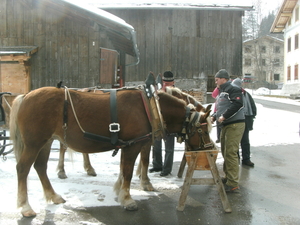 de paarden van de slede