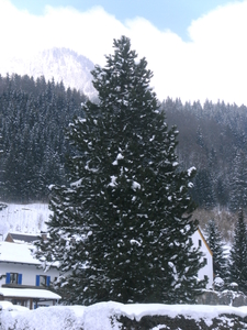 natuurlijk mooie bomen