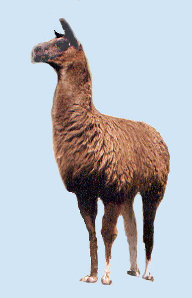 LAMA Mefisto