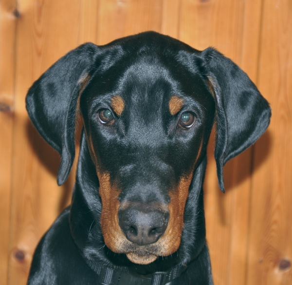 dobermann