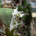 DSC04186