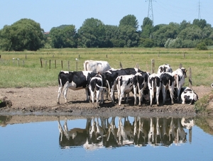 Denderkoeien