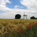 Denderwindeke - Korenbergmolen  - Molen Ter Zeven Wegen (2)