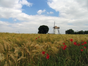 Denderwindeke - Korenbergmolen  - Molen Ter Zeven Wegen (2)