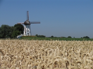 Denderwindeke - Korenbergmolen  - Molen Ter Zeven Wegen (3)