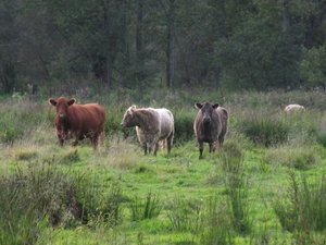 Galloway runderen in de Wellemeersen