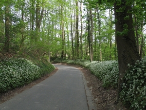 Meerbeke, Roosdaal -  Berchembos (1)