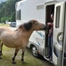 Pyreneen 2009