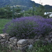 Pyreneen 2009