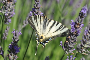 Pyreneen 2009