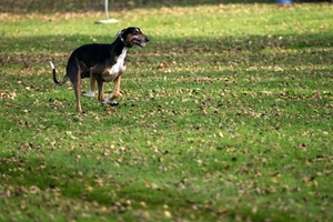 beringen  oktober 2008 013