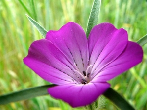 Tikkebroeken 11