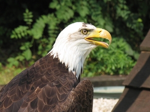 Amerikaanse Zeearend - Haliaeetus leucocephalus