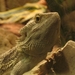 Baardagaam - Pogona vitticeps