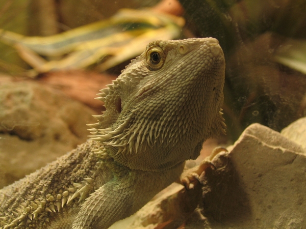 Baardagaam - Pogona vitticeps