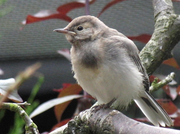 Geen idee welke vogel dit is