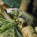 Groene Leguaan - Iguana iguana