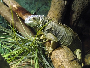 Groene Leguaan - Iguana iguana