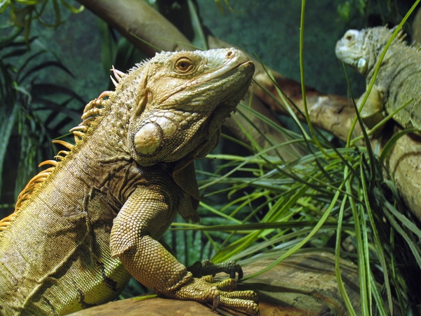 Groene Leguaan - Iguana iguana (1)