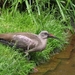 Hagedash Ibis - Bostrychia hagedash