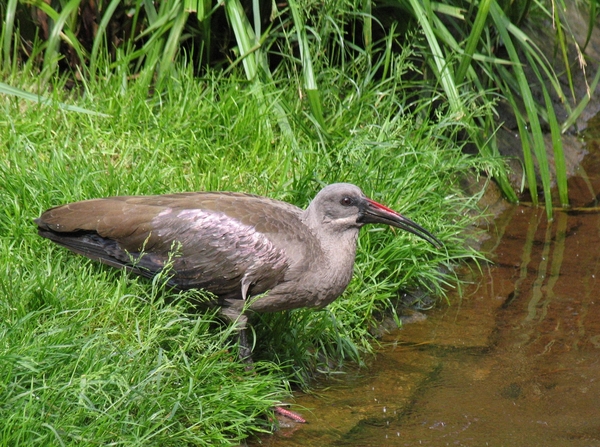 Hagedash Ibis - Bostrychia hagedash