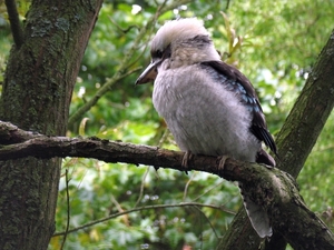 Ijsvogel - Kookaburras - Dacelo novaeguineae