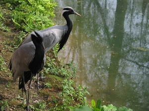 Jufferkraanvogel - Anthropoides vigro