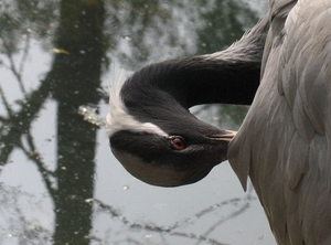 Jufferkraanvogel - Anthropoides vigro (1)