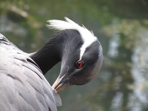 Jufferkraanvogel - Anthropoides vigro (2)