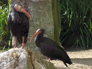 Kaalkopibis - Geronticus eremita