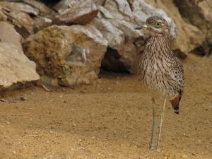 Kaapse griel  - Burhinus capensis