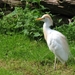 Koereiger - Bubulcus ibis