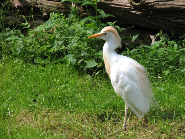 Koereiger - Bubulcus ibis
