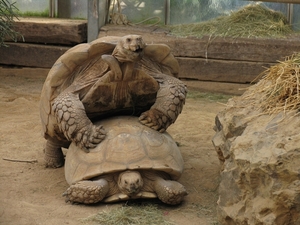 Landschildpad - Testudinidae