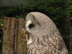 Laplanduil  - Strix nebulosa