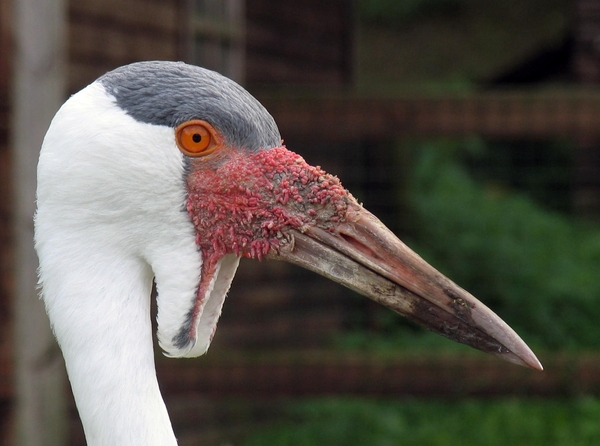 Lelkraanvogel  - Bugeranus carunculatus