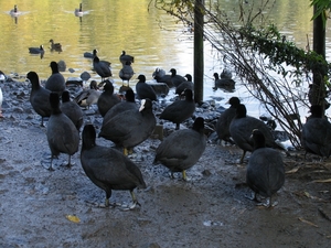 Meerkoeten - Fulica atra