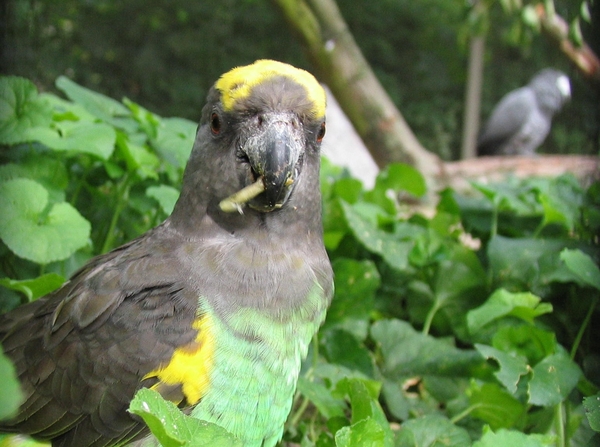 Meyerspapagaai (Poicephalus meyeri)