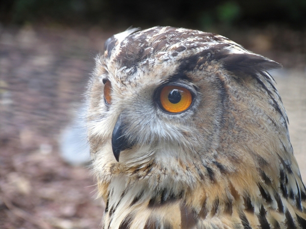 Oehoe - Bubo bubo (1)