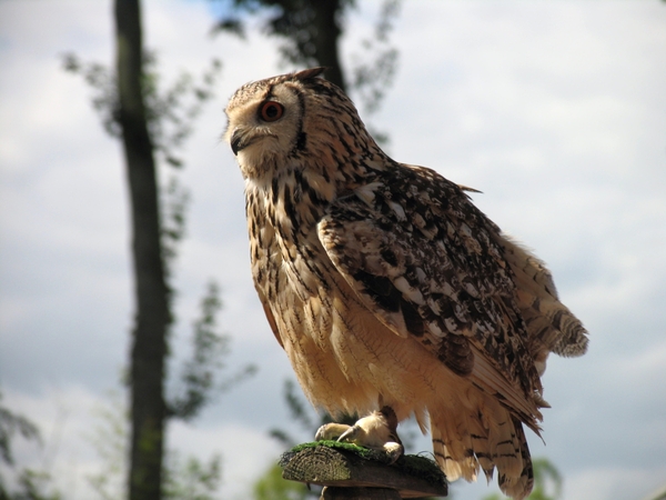 Oehoe - Bubo bubo (2)