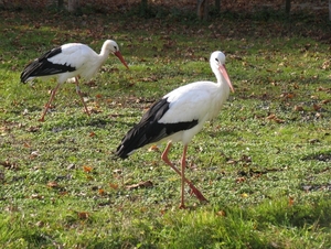 Ooievaar - Ciconia ciconia