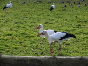 Ooievaar - Ciconia ciconia (1)