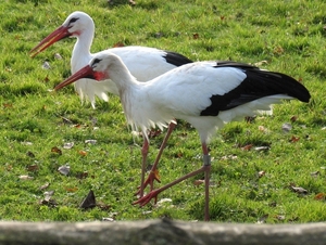 Ooievaar - Ciconia ciconia (2)